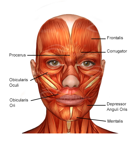 Anatomy of the face muscles without labels